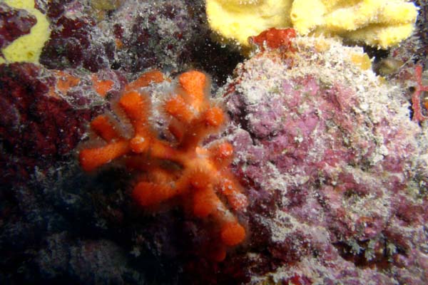 Myriapora  